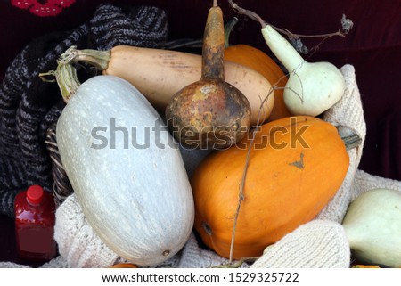 Different decorative pumpkins on the ground