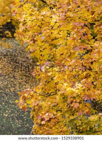 picture with colored leaves in autumn, suitable for background