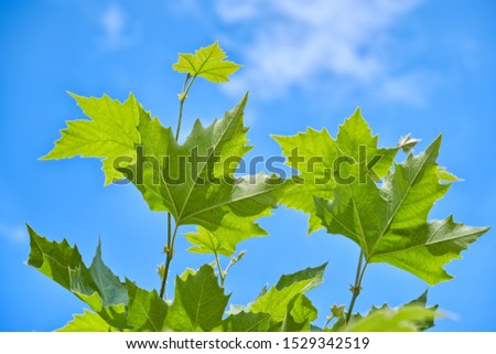 Maple tree leaves closeup on blue sky background.                           