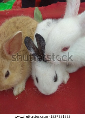 cute baby rabbits photo closeup stock 