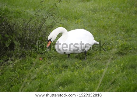 Family of Mute Swans hanging out in the cold weather eating grass. Anatidae, Cygnus.