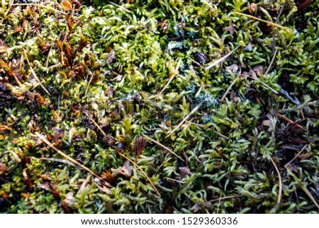 green autumn moss and lichen, macro, background natural wallpaper                               