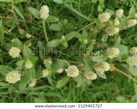wild green gomphrena celosioides weed