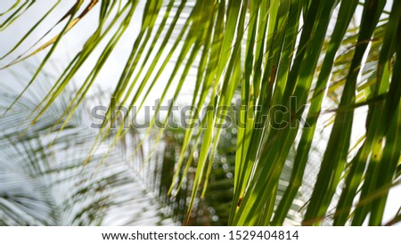 Coconut palm trees crowns against blue sunny sky perspective view from the ground. Tropical travel background landscape at paradise coast. Summer beach nature scene with green leaves sway in the wind.