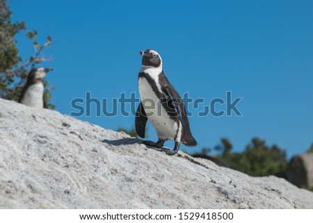 African penguin posing on a rock with a juvenile African penguin and bushes in the background at Boulders Beach, Cape Town