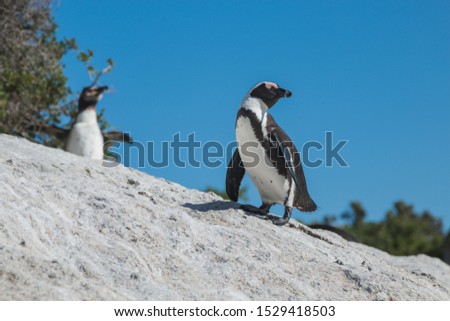 African penguin adult standing on rock with juvenile in the background at Boulders Beach, Cape Town