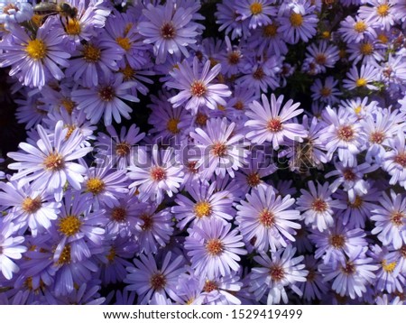 Bees on violet daisy. Garden flowers, autumn.