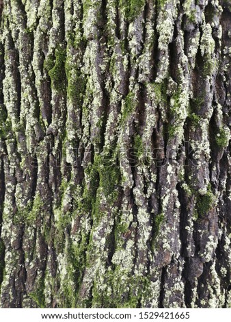 Dark green and grey maple bark
