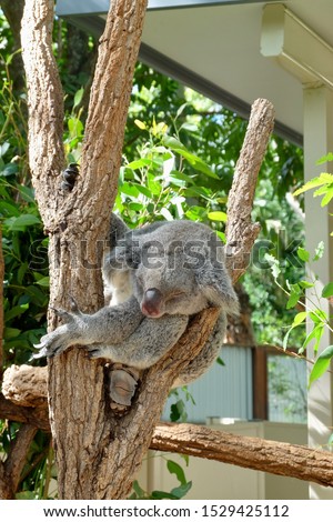 Koala in Lone Pine Koala Sanctuary, Brisbane, Australia