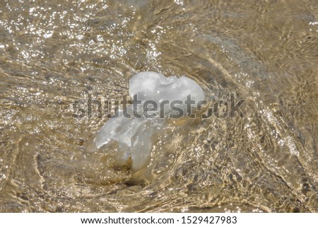 A dead Jelly fish on Thailand beach. 