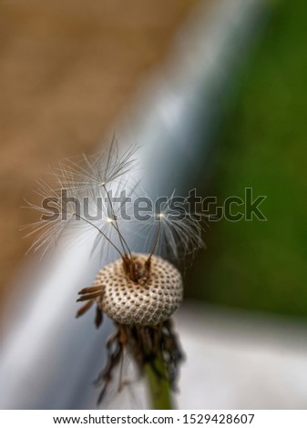 dandelion almost without seeds in summer, Russia
