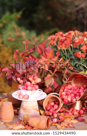 Autumn composition with branches of crab apples clay vase, aged ceramic pots, old cooper asher on fading leaves on garden background, vintage style, evening light, outdoors and space