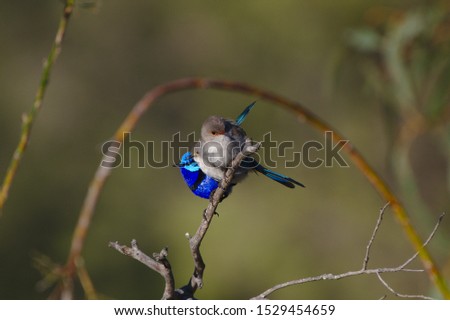 A male Splendid Fairy Wren with two females getting cosy on a fallen branch on the banks of the Moore River, Western Australia