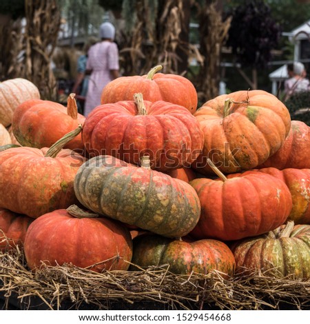 Pumpkins at the farmers market during the Halloween Holidays, USA