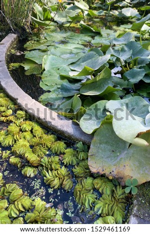 Floating fern plant on water surface