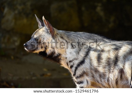 Close up Portrait of hyena against blurred background