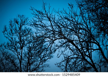 Halloween dead tree branches and night moonlight background.