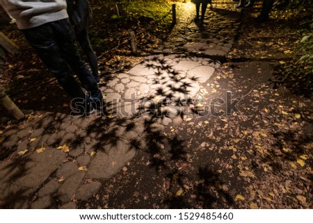 Shadow of leaves moving to the ground
