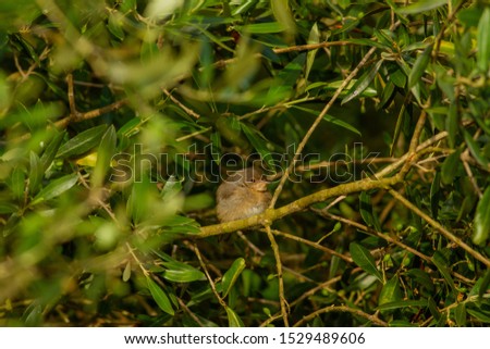 Sardinian Warbler
Latin name: Sylvia melanocephala