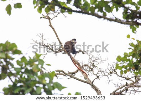 Red-tailed monkey in the Bigodi Wetlands, in Western Uganda. Also known as black-cheeked and white-nosed monkey, and with a distinctive long reddish tail, this primate is found in equatorial Africa. 