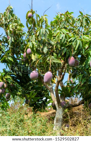 Cultivation of exotic sweet fruit mango in subtropical Malaga-Granada tropical coast region, Andalusia, Spain, plantations of mango trees ready to harvest
