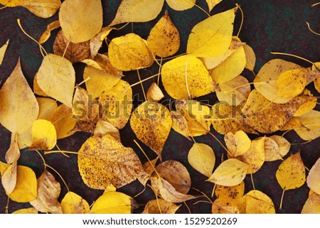 Fallen poplar leaves, yellow leaves. 