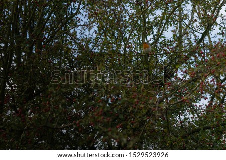 robin bird in tree with red berries
