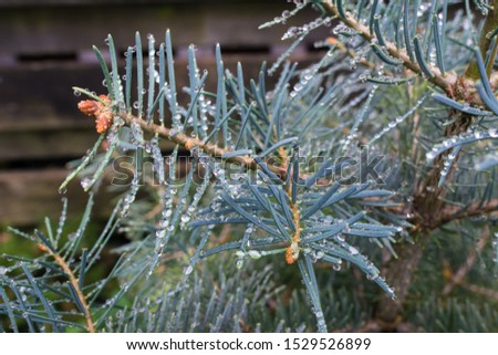 Water droplets on the long blue needles of Abies concolor (white fir)