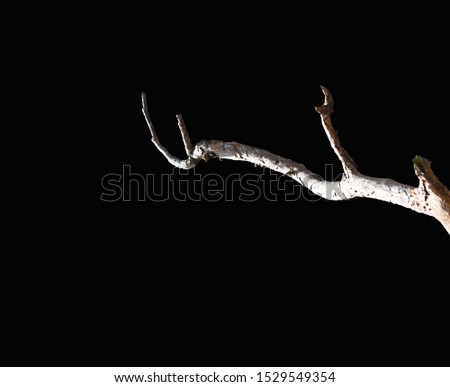 
Dry twigs isolated on a black background