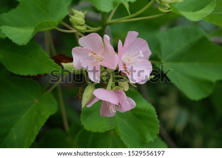 Beautiful Blooming Pink Dombeya flowers and Weaver ants on green leaf background.