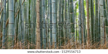 Zen bamboo forest in Kyoto Japan. Peaceful relaxing natural landscape. Perfect for spa, cosmetic, health studio, massage studio flyer background. Nature green texture abstract bamboo photo.