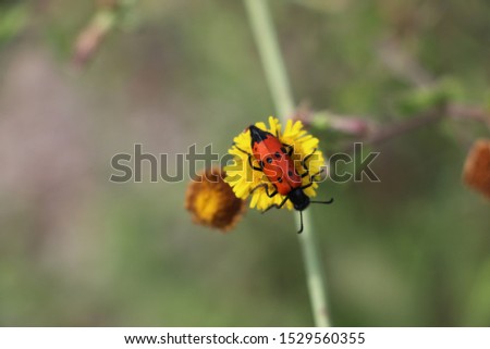 Love bug sitting in flower