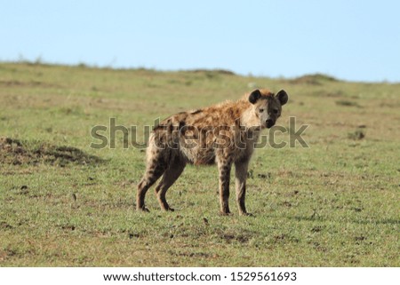 Spotted hyena walking in the savannah, Masai Mara National Park, Kenya.