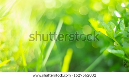 blurred nature images ,conceptual light morning with free space 