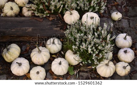 White Pumpkins Decoration stock images. Pumpkins in the garden. Beautiful autumn decoration with squash. Halloween pumpkin decoration in the garden. Pumpkins with heather. Group of white pumpkins