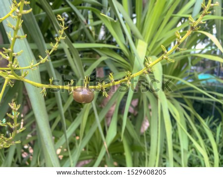 The seed on the branch of Dracaena loureiri Gagnep.