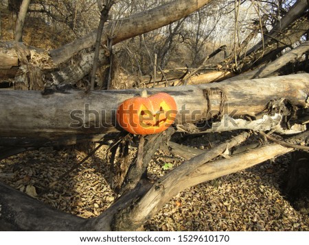 Jack of the Lantern  on tree in forest 