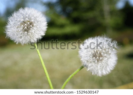 close-up on a dandelion flower in a meadow