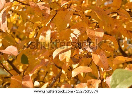 Golden autumn leaves in the park closeup