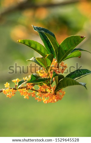 Yellow osmanthus blooming in the park