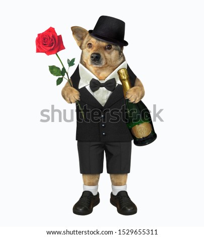 The fashionably dressed dog with a red rose and a bottle of champagne looks like a real gentleman. White background. Isolated.