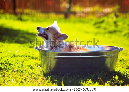  portrait of a cute puppy dog red Corgi washing in a metal trough outside in foam and soap shiny bubbles in a Sunny hot summer garden on the green grass and looking quite at the owner