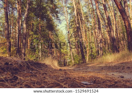 
pine cones on the road in a pine forest