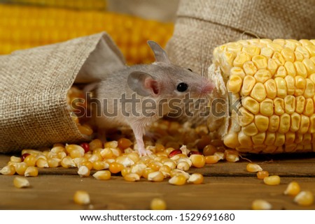 Closeup curious young gray mouse lurk near the corn and burlap bags on the floor of the warehouse. Concept of rodent control.  Royalty-Free Stock Photo #1529691680