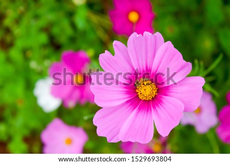 Pink cosmos flowers with bees and green leaves in pastel colors background.