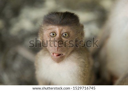 A selective closeup focused shot of a cute monkey on a blurred background
