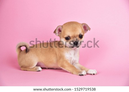 Little cute chihuahua puppy on a pink background.