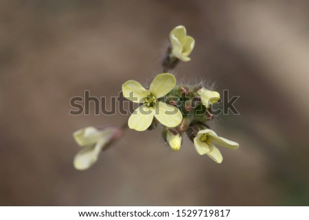 Camelina rumelica - Wild plant shot in the spring. Royalty-Free Stock Photo #1529719817