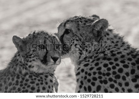 Cheetahs in the Etosha National Park, the greatest wildlife reserve in Namibia