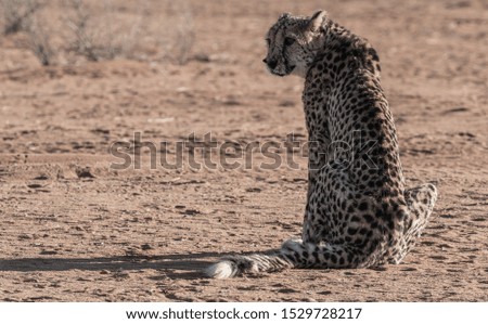 Cheetah in the Etosha National Park, the greatest wildlife reserve in Namibiav